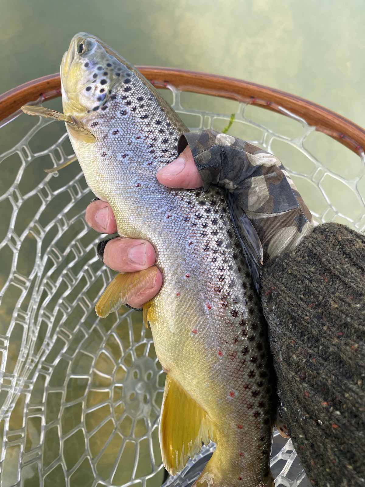 Best fly rod for brown trout