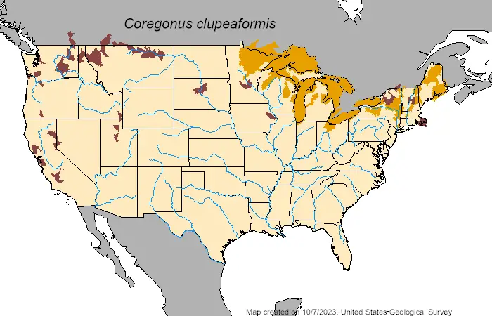 Lake whitefish (coregonus clupeaformis) distribution map