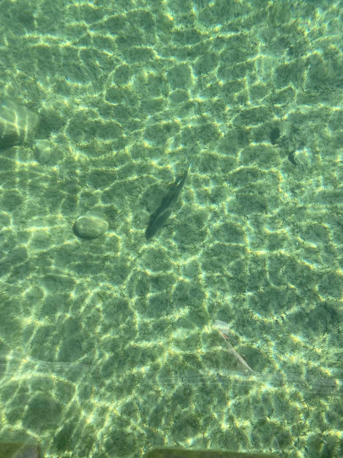 Monster whitefish in freshwater lake