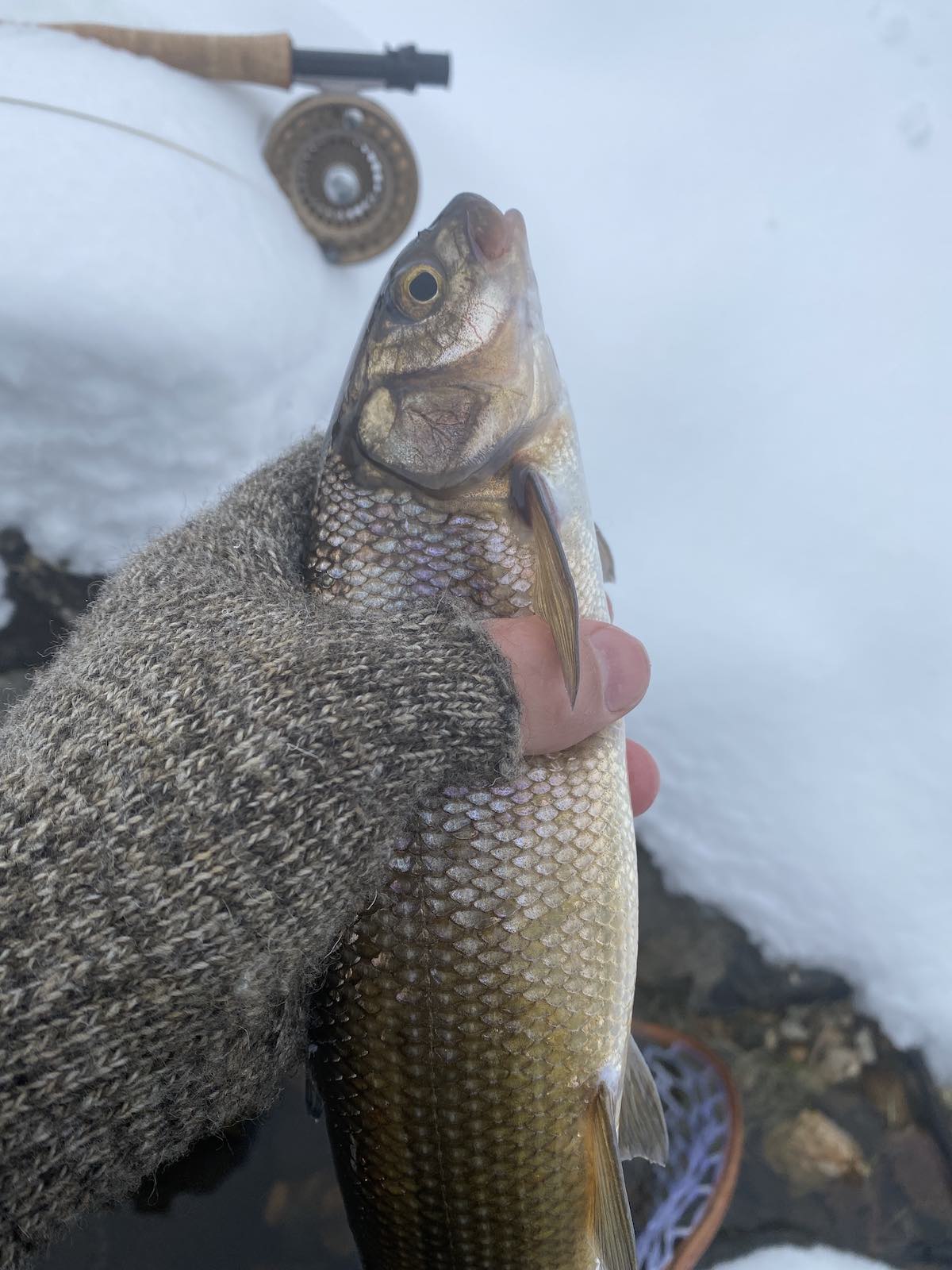 Whitefish caught fly fishing during winter