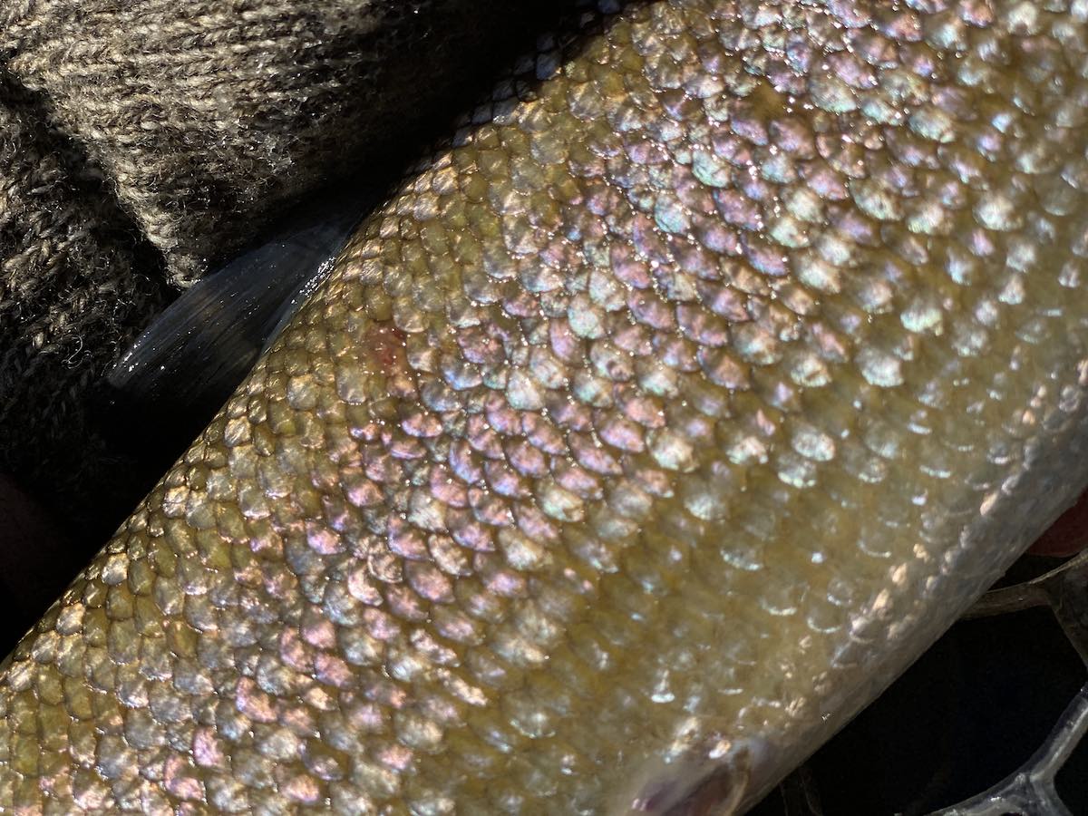 Colorful scales of whitefish