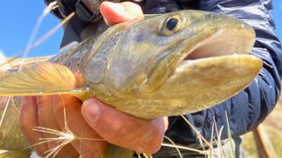 Article about whether anglers fish during spawning season