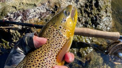 Article answering the question of how many fly rods to own