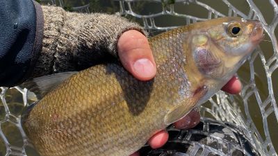 Article about how to catch whitefish on the fly