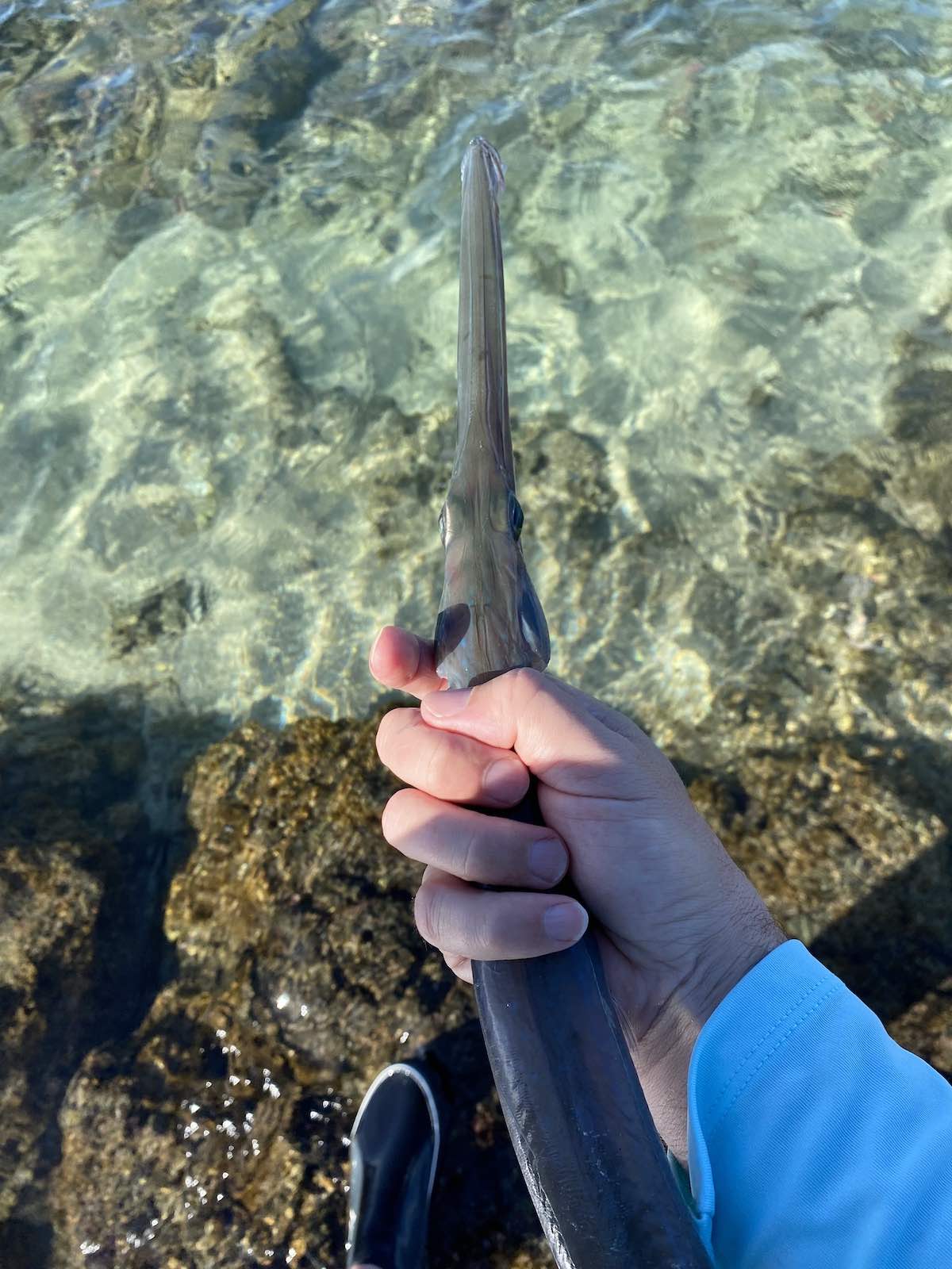 Cornetfish caught while fishing on the big island of Hawaii