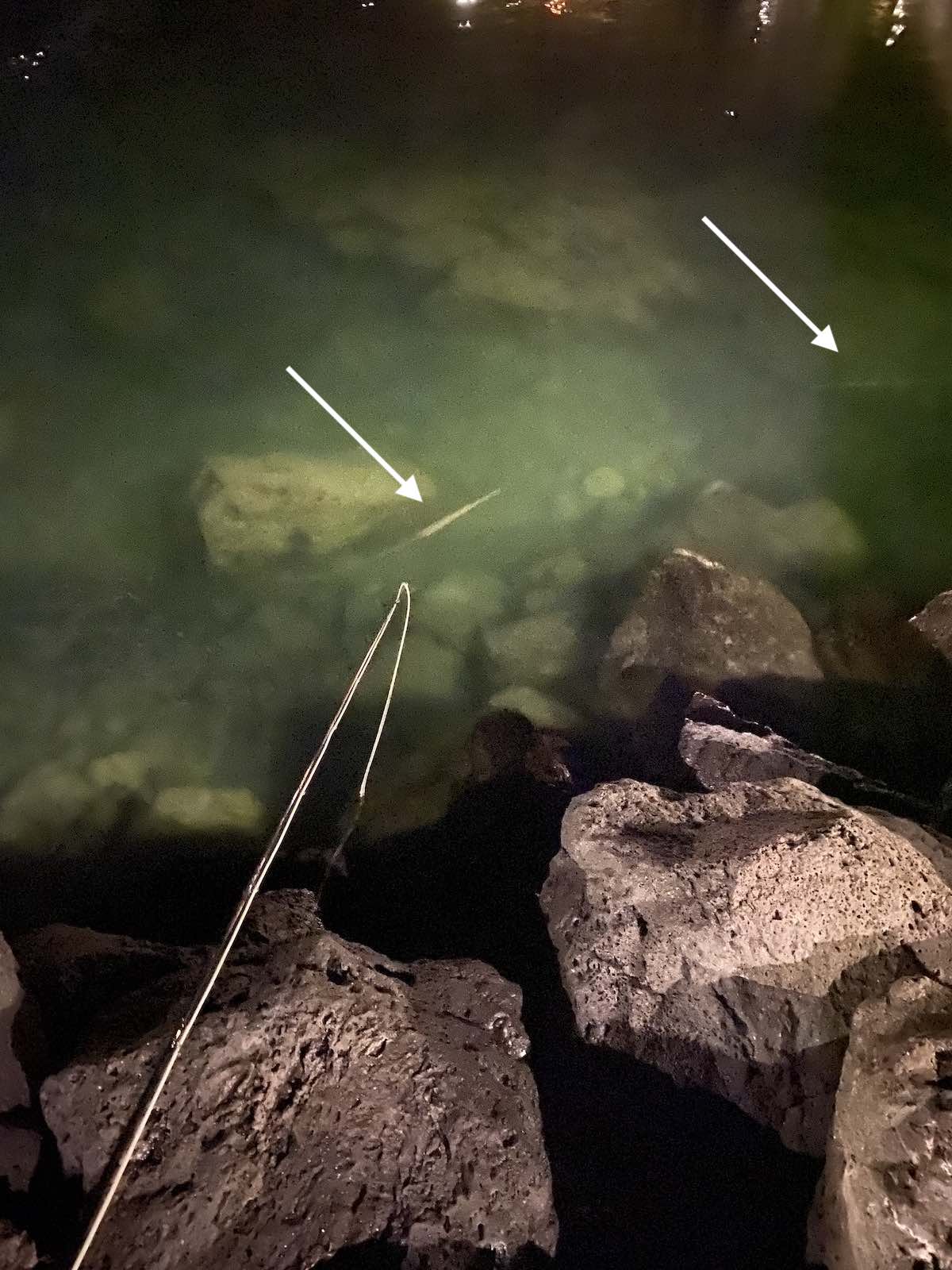 Stalking cornetfish at night in shallow water