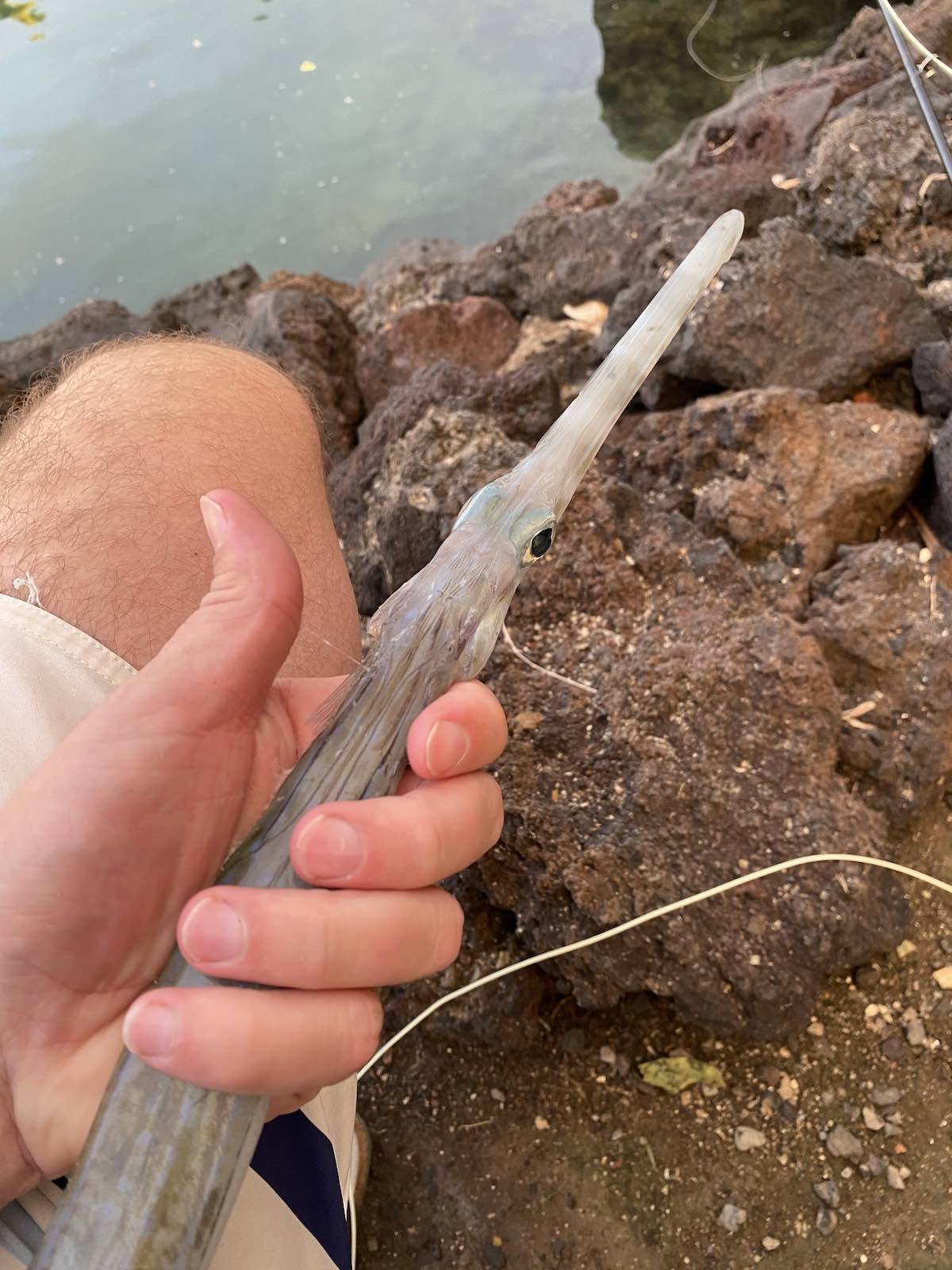 The first cornetfish I caught on a fly