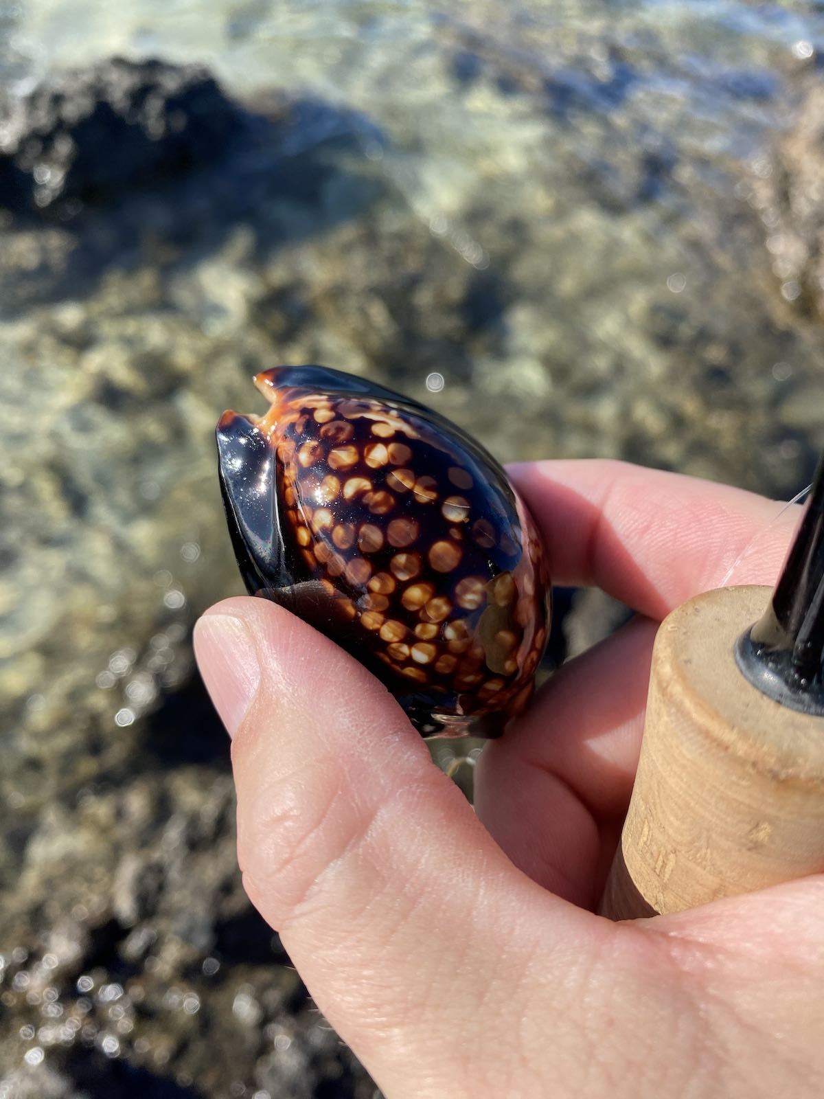 Live cowrie found while fishing in Hawaii