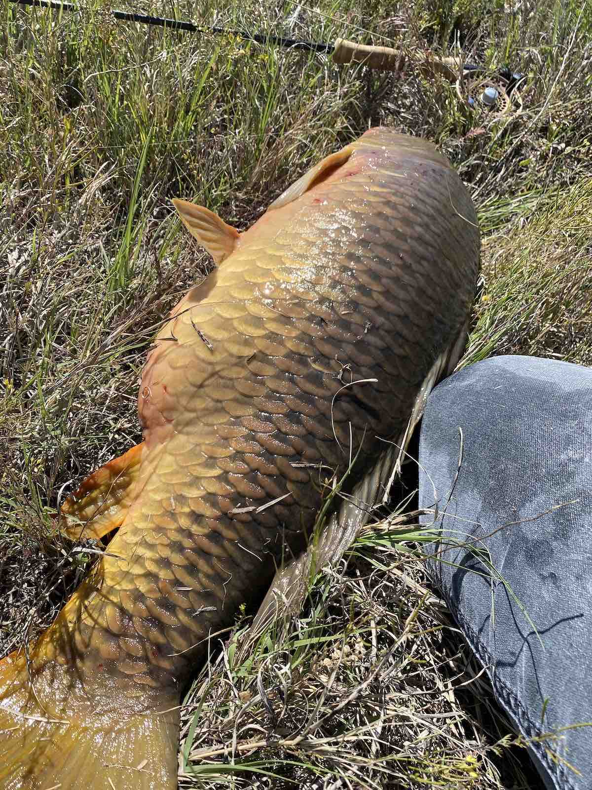 Giant river carp caught on a fly