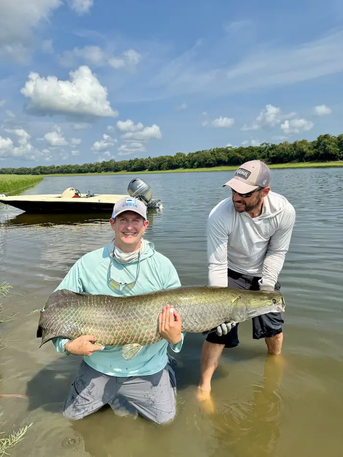 Picture of an arapaima caught while fly fishing at Pirarucu lodge in Brazil