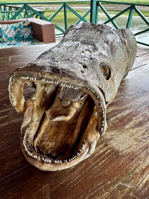 Preserved skull of an arapaima gigas at Pirarucu Lodge