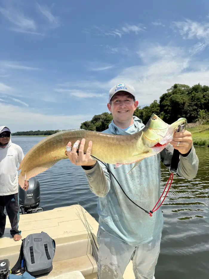 Picture of arowana fish caught while fly fishing at pirarucu lodge in Brazil