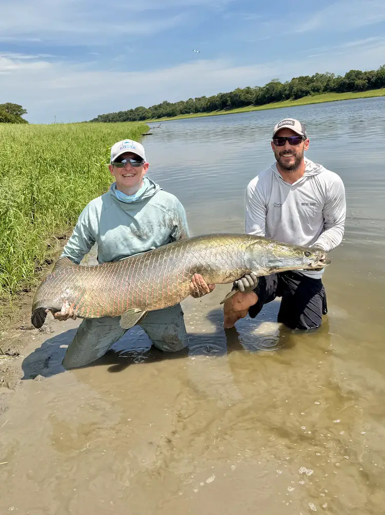 Landing a giant arapaima while fly fishing in Brazil